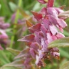 Borkum, Roter Zahntrost (Odontites rubra)