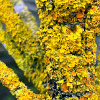 Wand-Gelbflechte (Xanthoria parietina)