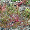 Roter Gänsefuß (Chenopodium rubrum).