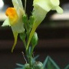 Echtes Leinkraut (Linaria vulgaris)