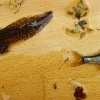 Im Graben und auf Messbrett vereint: Wasserfroschquappe und Rotfeder. 