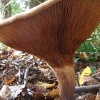 Kahler Krempling (Paxillus involutus)