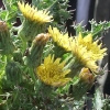 Raue Gänsedistel (Sonchus asper)