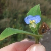 Tagblume oder Commeline (Commelina communis). 