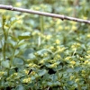 Gegenblättriges Milzkraut (Chrysosplenium oppositifolium)