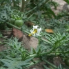 Dreiblütiger Nachtschatten (Solanum triflorum )