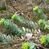 Walzen-Wolfsmilch (Euphorbia myrsinites).
