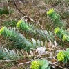 Walzen-Wolfsmilch (Euphorbia myrsinites).