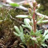 Dreifinger-Steinbrech (Saxifraga tridactylites). 