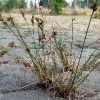 Zarte Binse (Juncus tenuis)