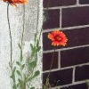 Kokardenblume (Gaillardia grandiflora)