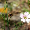 Steinbrech-Felsennelke (Petrorhagia  saxifraga)