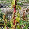 Zurueckgebogener Amarant (Amaranthus retroflexus)