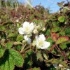 Baltrum, Kratzbeere (Rubus caesius). 