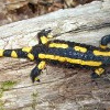 Feuersalamander (Salamandra salamandra)