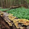 Buckel-Tramete (Trametes gibbosa)