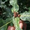 Spiekeroog, Stieleichenkknospen (Quercus robur)