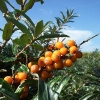 Spiekeroog, Sanddorn (Hippophae rhamnoides)