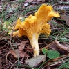 Spiekeroog, Echter Pfifferling (Cantharellus cibarius)