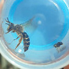 Fänge: Wildbienen
