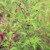 Beifußblättrige Traubenkraut (Ambrosia artemisiifolia)